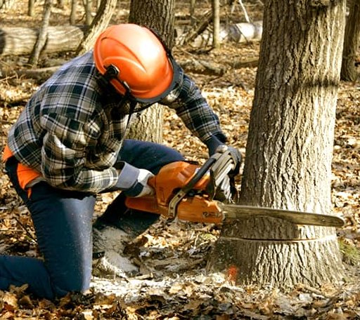 Tree Removal in Shawmut, ME